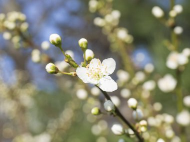 güzel makro pembe elma çiçeği bud çiçek twing yaprakları, seçici odak, doğal bokeh yeşil arka plan kopya alanı ile çiçeklenme kapatın