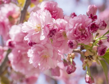 close up beautiful perfect blooming pink sakura cherry blossom or Japanese cherry Prunus serrulata flower tree branch, selective focus, sun light, natural floral spring background