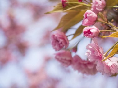 çiçek açan pembe sakura kiraz çiçeği veya Japon kiraz çiçeği erik serrulata dalı, yumuşak odak, doğal Bokeh çiçeği arkaplanı