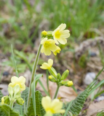 yakın yukarı sarı Primrose Primula vulgaris çiçekler çim, bahar çiçek arka plan, seçici odak