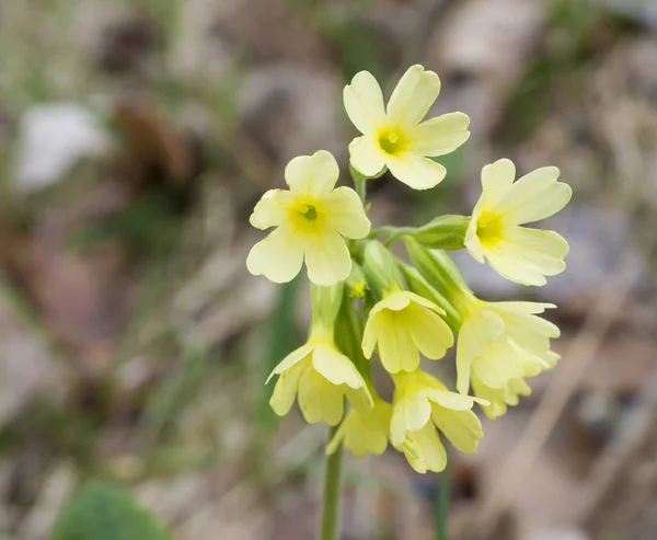 Primo piano rosa gialla Primula vulgaris fiori in erba, primavera sfondo floreale, messa a fuoco selettiva — Foto Stock