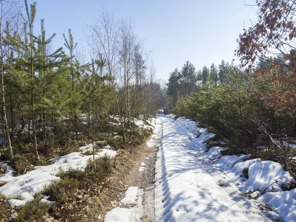 Sentier de terre couvert de neige en forêt d'hiver avec épinettes et pins, paysage ensoleillé, ciel bleu — Photo