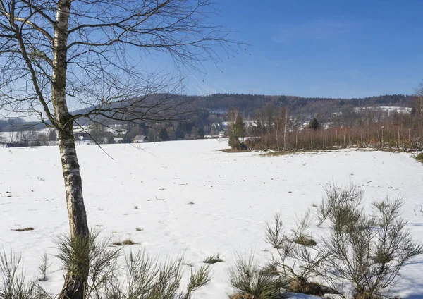 Champ enneigé en forêt d'hiver avec grand bouleau, paysage rural, journée ensoleillée — Photo