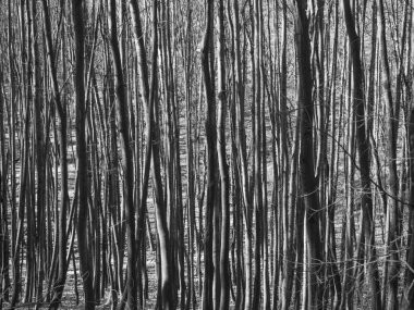 Genç kayın ağaçlarının gövdeleri, siyah ve beyaz doğal desen arka plan