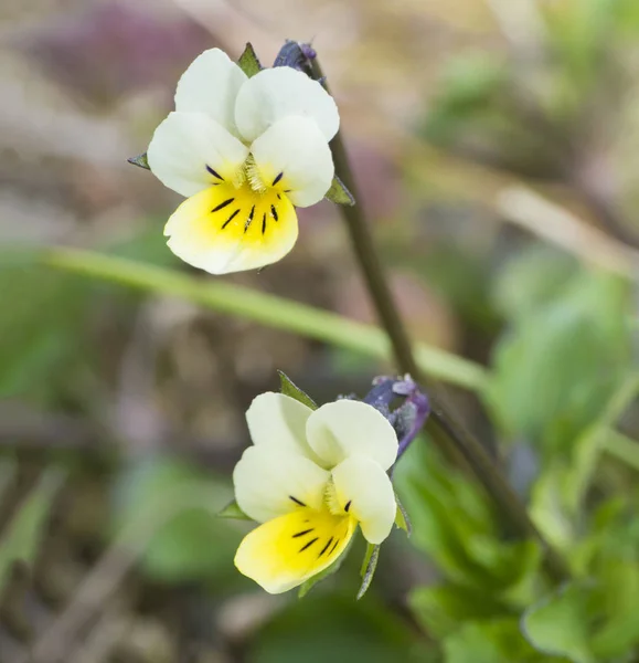 Close up macro yellow Viola arvensis flower. Field pansy blooming in the spring. Shallow depth of field, close-up. — Stock Photo, Image