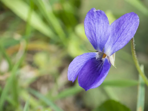 Nahaufnahme Makro einzelne schön blühende violette Blüte, Viola odorata oder Waldviolett, süßes Veilchen mit grünen Blättern, selektiver Fokus — Stockfoto