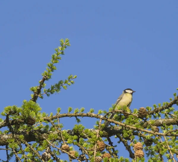 La gran teta La gran teta Pájaro mayor Parus sentado en la exuberante rama de árbol de alerce verde primavera, fondo de cielo azul, espacio de copia . —  Fotos de Stock