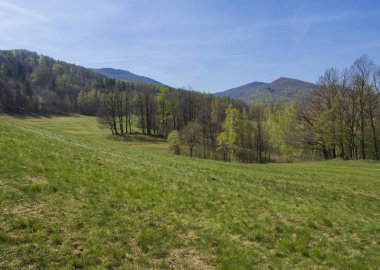 yemyeşil çim, taze yaprak döken ve ladin ağaç orman, mavi gökyüzü arka plan, kopya uzay, Jizerske hory, Çek cumhuriyeti ile pastoral bahar dağ tepeleri manzara