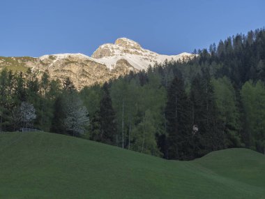 Yüksek koltuk ve çiçekaçan ağaçlar, Orman ve Kar Stubai vadisinde dağ zirvesi ile Yeşil bahar çayır, Neustift im Stubaital Tirol, Avusturya Alpleri