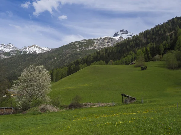 Prato verde primaverile con fienili e fiori e alberi fioriti, foresta e montagna innevata vetta nella valle dello Stubai, nuvole di cielo blu. Neustift im Stubaital Tirolo, Alpi austriache — Foto Stock
