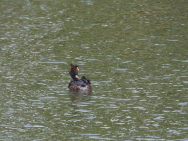 Yetişkin büyük tepeli grebe, Yeşil berrak göl de Podiceps cristatus uzakta yüzme.