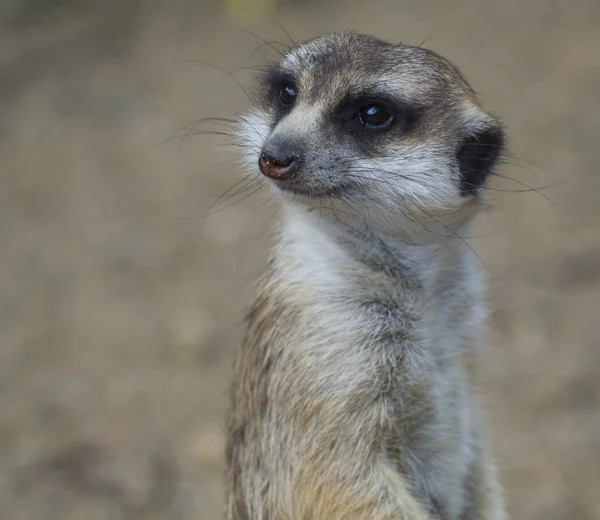 Zavřít portrét meerkatu nebo surikátu, Suricata suricatta s pohledem na fotoaparát, selektivní zaměření, kopírování prostoru pro text — Stock fotografie