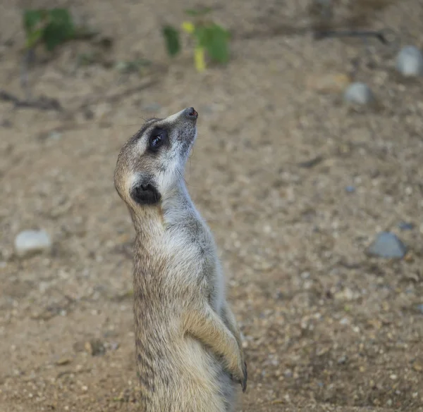Zavřít portrét meerkatu nebo surikátu, pohled na Suricata s profilem, selektivní zaostření, místo kopírování textu — Stock fotografie