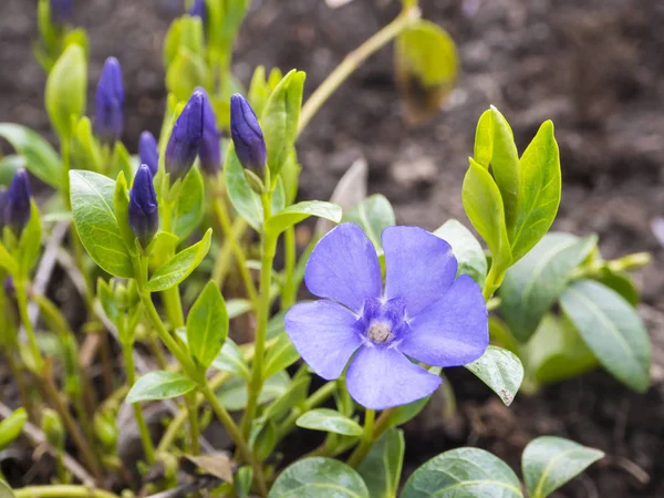 Close up macro of common dwarf periwinkle plant, Vinca minor. Delicate and bright blue flowers of periwinkle in sunny spring day. Selective focus, bokeh background — Stock Photo, Image