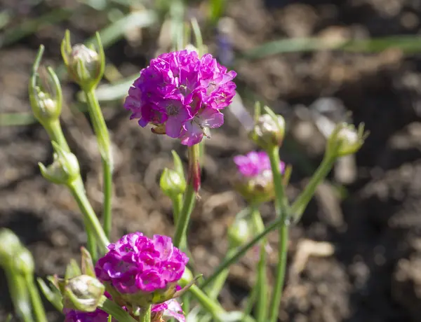 Закрыть макро розовый цветущий Armeria maritima, широко известный как бережливость, морской бережливость или розовый цвет моря, виды цветущих растений в семье Plumbaginaceae, весеннее солнце, Селективный фокус — стоковое фото