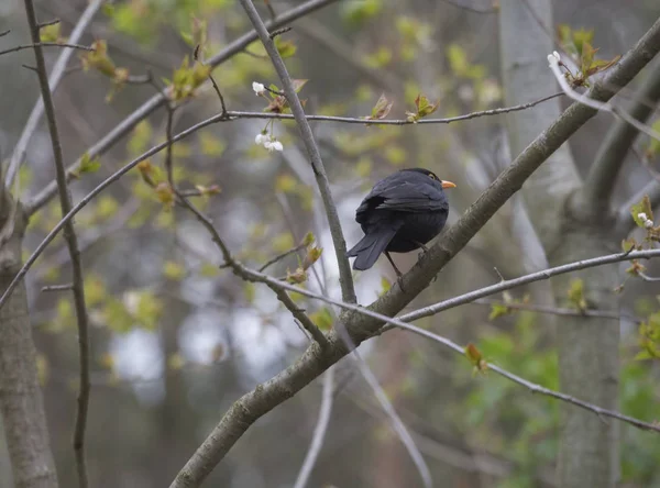 Den gemensamma Blackbird, Turdus merula också kallas eurasiska Blackbird sitter på trädgrenen, vårtid — Stockfoto