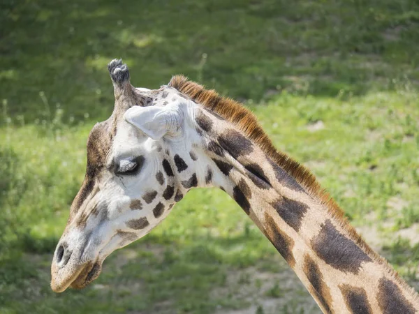 Retrato de cerca de la cabeza de la jirafa, Giraffa camelopardalis camelopardalis Linnaeus, vista de perfil, fondo bokeh verde — Foto de Stock