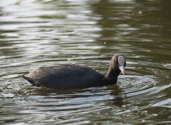 Close-up portret van Euraziatische Coot Fulica atra, ook bekend als de gemeenschappelijke Coot met zwemmen in het water van groene vijver, focus op oog. — Stockfoto