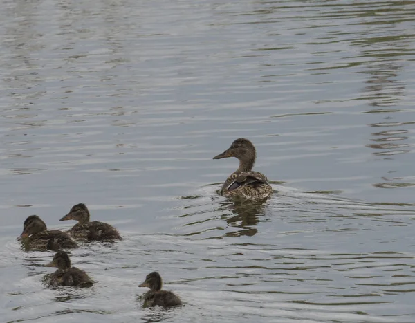 Vadon élő női Mallard kacsa fiatalok inasok. Anas platyrhynchos elhagyja a vizet bujkál a nád. Szépség a természetben. Tavaszi idõt. Madarak úszás a tavon. Fiatalabbak. — Stock Fotó