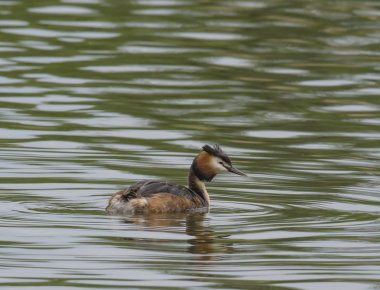 büyük tepeli grebe kadar yakın, Podiceps cristatus açık yeşil göl, kopya alanı üzerinde yüzme.