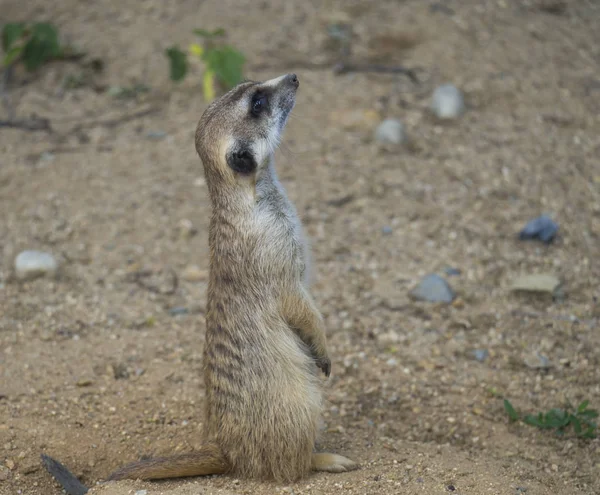 Close up retrato de pé meerkat ou suricado, Suricata suricatta perfil vista lateral, foco seletivo, espaço de cópia para texto — Fotografia de Stock