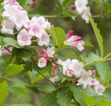 Baharda yeşil yaprakları ile pembe Blossoming weigela çiçek kapatın, seçici odak, doğal çiçek arka plan