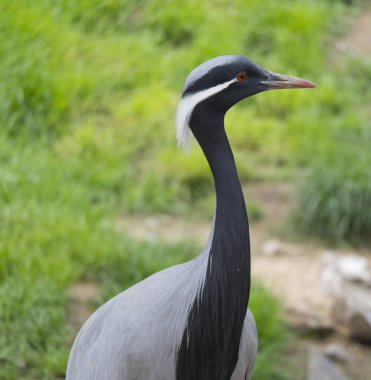Güzel Demoiselle Crane detay profil portre, Anthropoides başak. Yeşil doğa habitatkuş. Vahşi yaşam sahnesi, vinç portresi. Bokeh yeşil çim backgoround