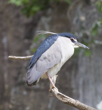 Yakın siyah taçlı gece heron, Nycticorax nycticoras çıplak ağaç şube, seçici odak oturan kadar