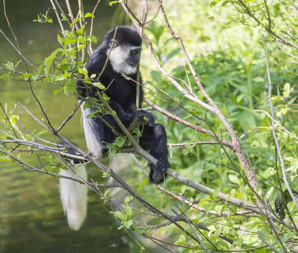 young baby Mantled guereza monkey also named Colobus guereza eating tree leaves, climbing tree branch over the water, natural sunlight, copy space