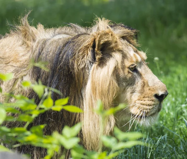 close up portrait in profile of head an Asiatic lion, Panthera leo persica, walking in the grass The King of beasts, biggest cat of the world. The most dangerous and mighty predator of the world.