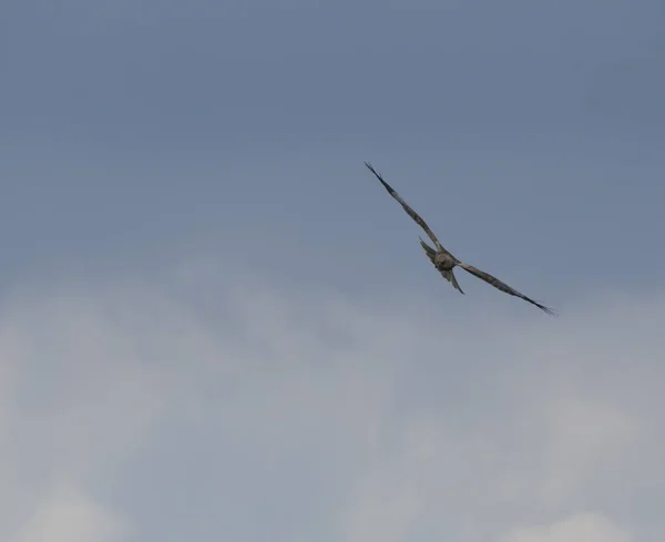 Avvoltoio comune, Buteo buteo, in volo, svettante con le ali tese in cerca di preghiera, contro un cielo azzurro limpido — Foto Stock