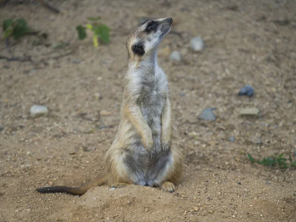 Κοντινό πορτρέτο της Meerkat ή του σουριικού, αποσυμπίεση του προφίλ της πλευρικής προβολής, επιλεκτική εστίαση, αντιγραφή χώρου για κείμενο — Φωτογραφία Αρχείου