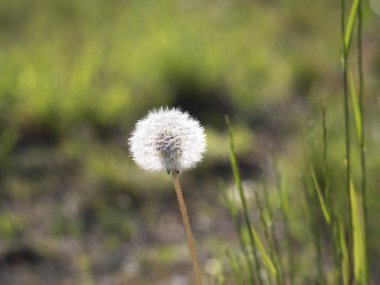 Güzel yeşil bokeh arka plan üzerinde tohum, blowball ve çim saman ile soldu karahindiba. taraxacum officinale, bahar çiçeği, yakın, makro