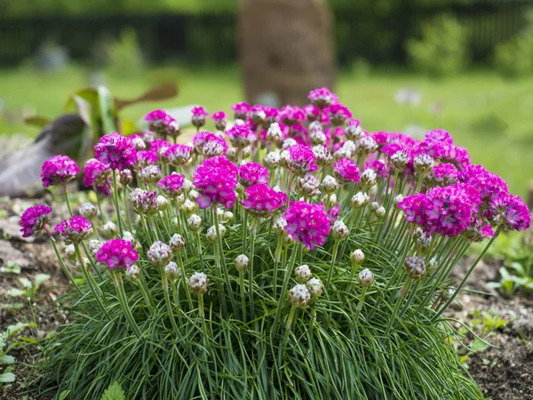 Primer ramo de flores rosadas Armeria maritima, comúnmente conocida como thrift, sea thrift o sea pink, especies de plantas con flores en la familia Plumbaginaceae en un jardín de rocas. Enfoque selectivo —  Fotos de Stock