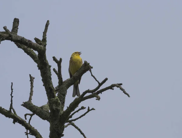 黄色いハンマーは裸の乾燥した木、青い空の背景、コピースペースの枝に座っています。エンベリザ・シトリネラはバンティングファミリーの通行人の鳥です. — ストック写真