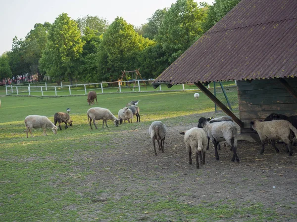 Soffici pecore carine che camminano dalla stalla in legno della fattoria, in campagna con erba della pozzanghera, albero e sfondo della foresta, scena rurale — Foto Stock