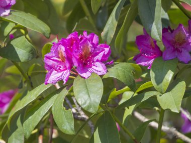 yakın çiçek açan pembe mor Rhododendron çiçek çiçeği, seçici odak, yeşil yaprakları arka plan, güzel çiçek deseni