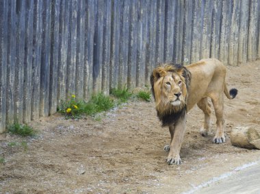 Yetişkin erkek Asya aslan, Panthera leo persica, onun paddoc, beton duvar arka plan yürüme. Canavarların Kralı, dünyanın en büyük kedisi. Dünyanın en tehlikeli ve kudretli yırtıcısı..