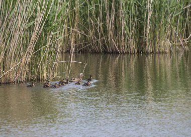 Yavru ördekyavruları ile Vahşi Dişi Mallard ördek. Anas platyrhynchos sazlıklarda saklanan su bırakarak. Doğadaki güzellik. Bahar zamanı. Gölde yüzen kuşlar. Genç olanlar.