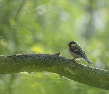 Yakın kömür meymi, Periparus ater yeşil bokeh arka plan ile şube üzerinde oturan. Doğadan vahşi yaşam sahnesi. Doğal yaşam alanında song kuş. kopyalama alanı