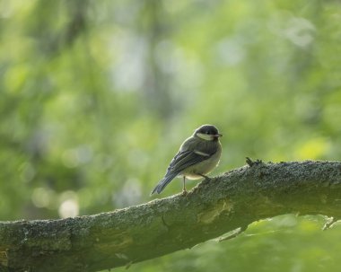 Yakın kömür meymi, Periparus ater yeşil bokeh arka plan ile şube üzerinde oturan. Doğadan vahşi yaşam sahnesi. Doğal yaşam alanında song kuş. kopyalama alanı