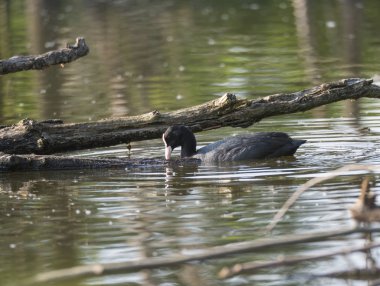 Avrasya coot Fulica atra, ağaç gövdesi ve kütükleri ile yeşil gölet suda yüzme ortak coot olarak da bilinir.