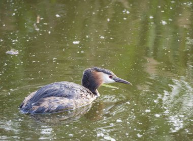 büyük tepeli grebe kadar yakın, Podiceps cristatus açık yeşil göl, kopya alanı üzerinde yüzme.