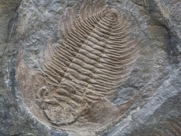 Large trilobite fossil Colpocoryphe grandis printed in stone — Stock Photo, Image