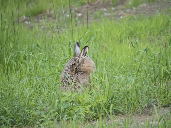 Den europeiska haren Lepus Europaeus, även känd som den bruna haren som sitter på en gräs äng och rengör pälsen. Selektivt fokus, kopiera utrymme för text. — Stockfoto