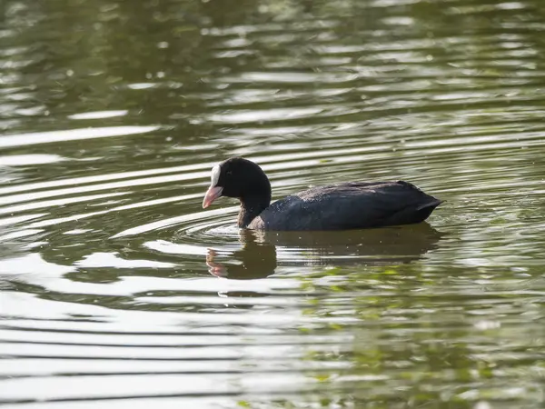 Close-up portret van Euraziatische Coot Fulica atra, ook bekend als de gemeenschappelijke Coot met zwemmen in het water van groene vijver, focus op oog. — Stockfoto