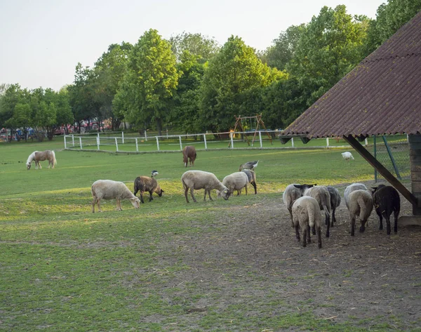 Fofo bonito ovelhas andando de madeira fazenda casa cote estável, no campo com grama poça, árvore e floresta fundo, cena rural — Fotografia de Stock