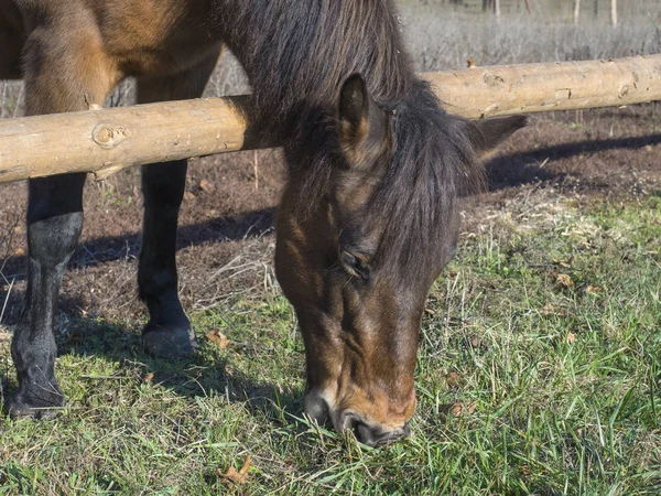 프라하 공원의 이른 봄에 초원에 잔디를 먹는 생강 갈색 말의 머리를 cllose, 눈에 초점. — 스톡 사진