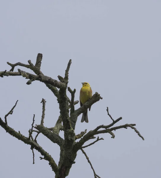 Un martillo amarillento se sienta en la rama del árbol desnudo y seco, fondo azul del cielo, espacio para copiar. Emberiza citrinella es un ave paseriforme de la familia Bunting. . — Foto de Stock