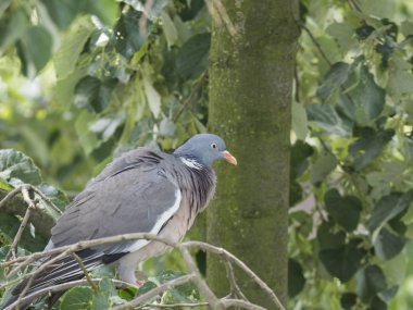 Yakın kapatmak ortak Ahşap güvercin Columba palumbus yeşil yaprakları arasında ıhlamur ağacı dalı tünemiş